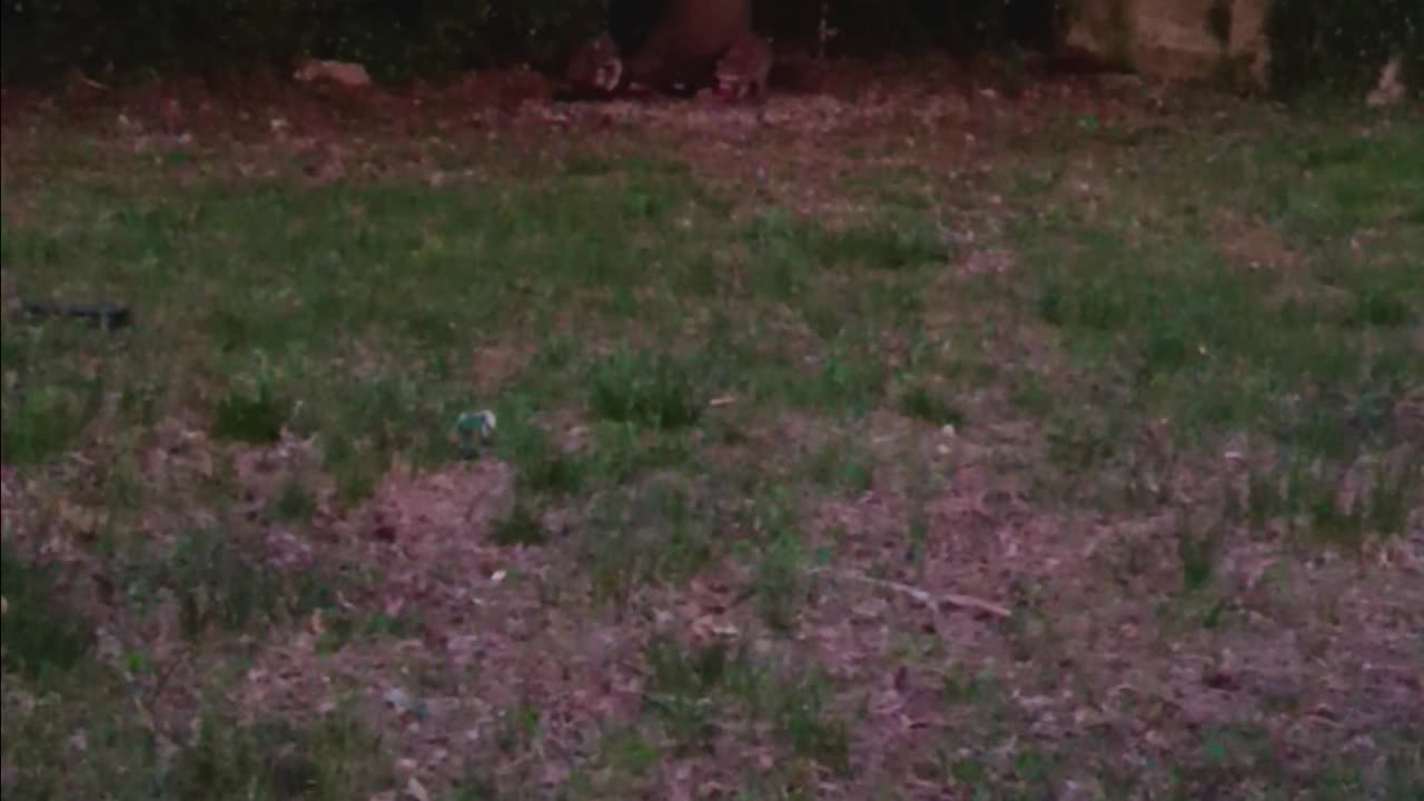 Two Raccoons