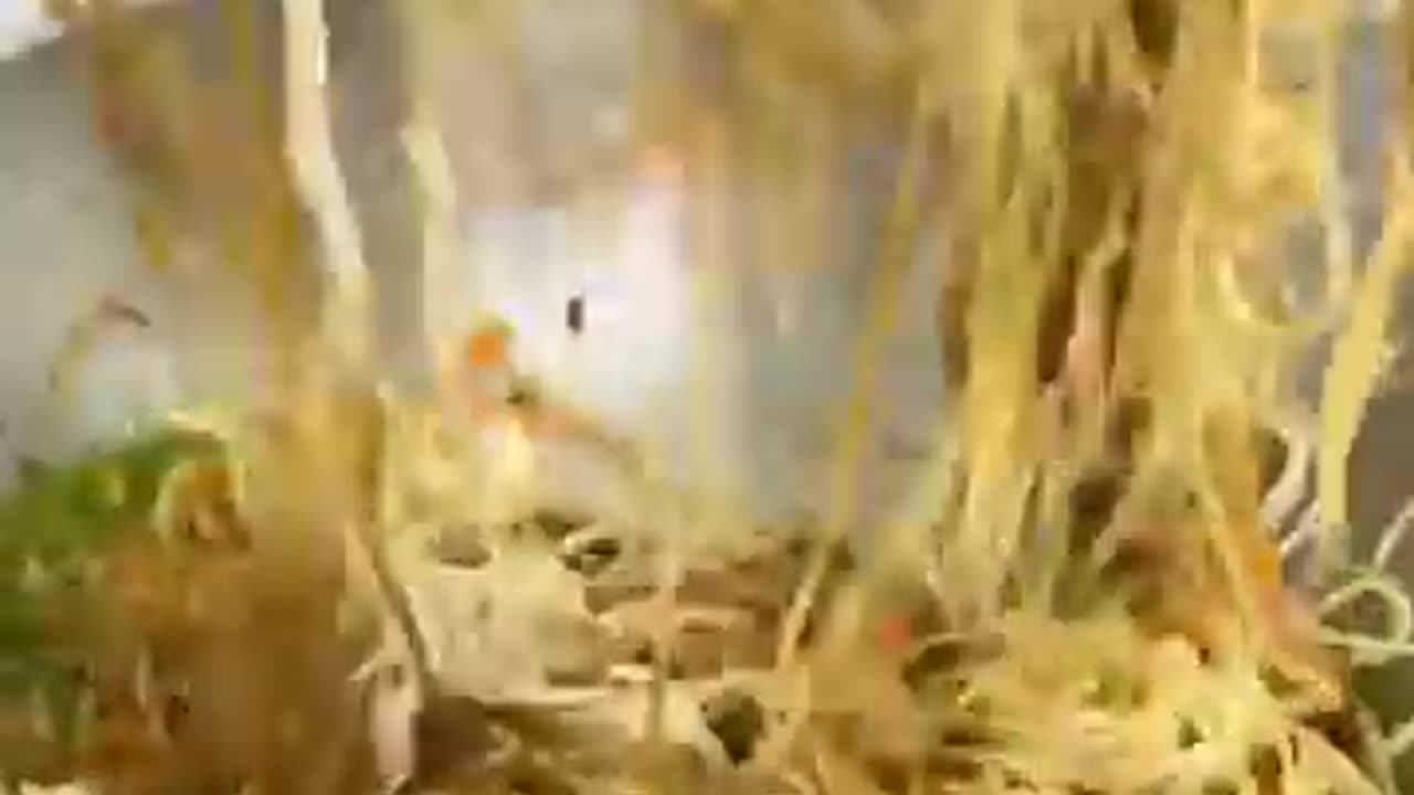 Veggie Chowmin