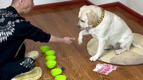 从新手到王者只用五局！狗狗的猜球算法震惊朋友圈 The dog's guessing algorithm is shocking