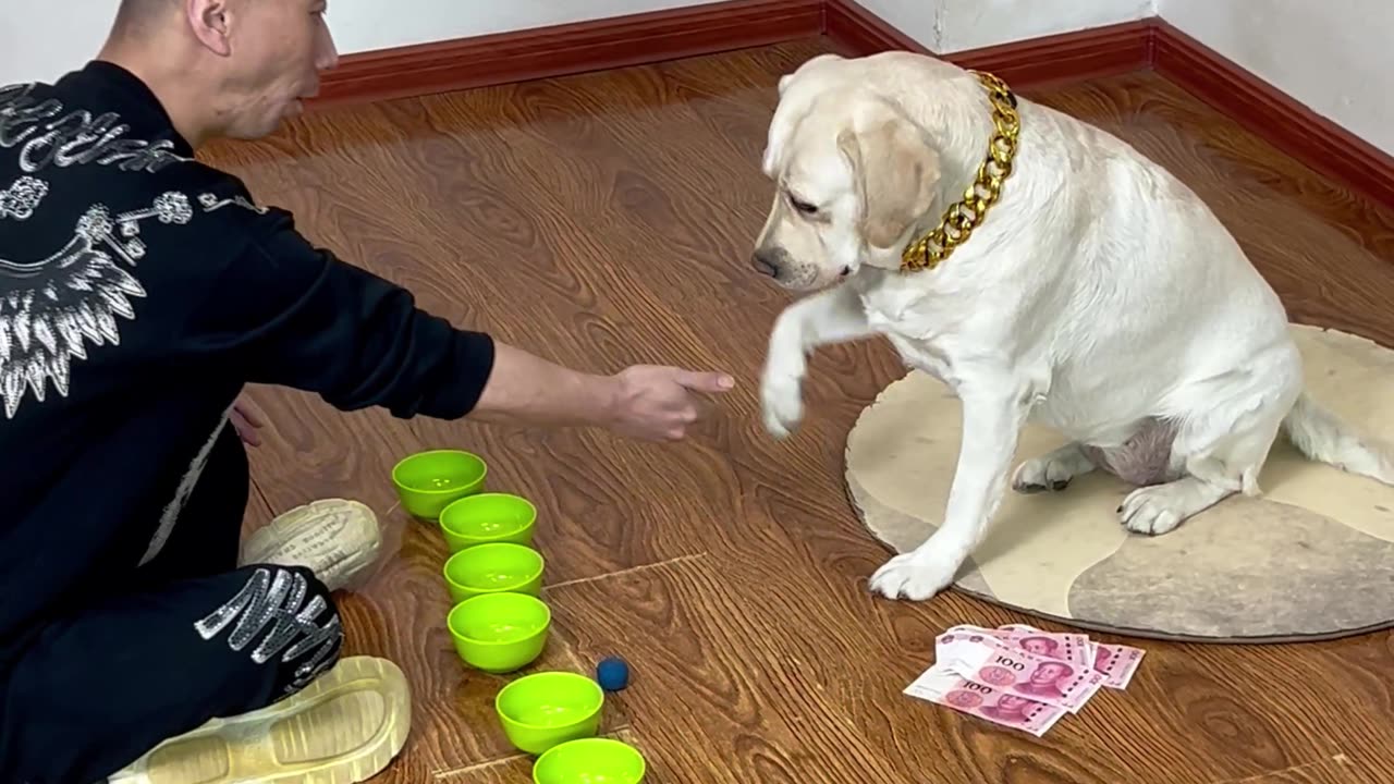 从新手到王者只用五局！狗狗的猜球算法震惊朋友圈 The dog's guessing algorithm is shocking