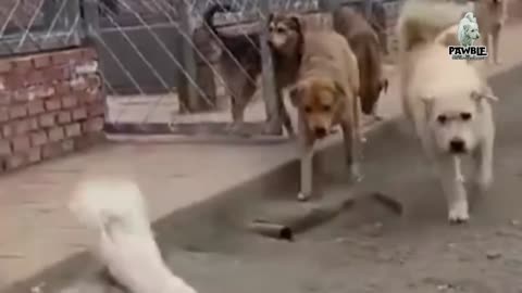 Why 100 Dogs Obey This One Street Dog_ Great story!