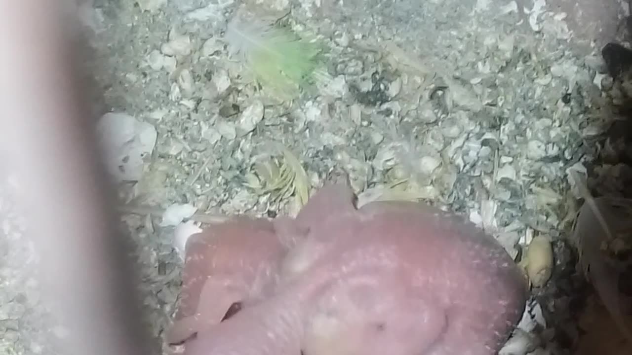 Parrot 🦜 baby