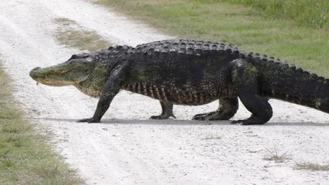 American alligators walking and crossing trails in Florida parks, part 1