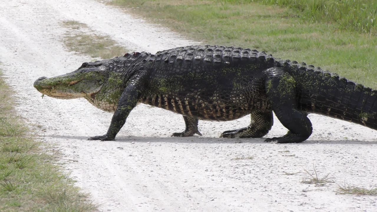 American alligators walking and crossing trails in Florida parks, part 1