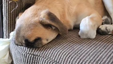 Entire Face Inside Couch Cushion