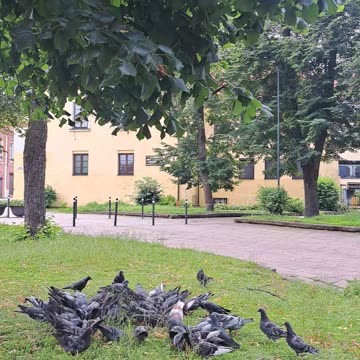 Gates of Dawn Pigeon Lunch Break