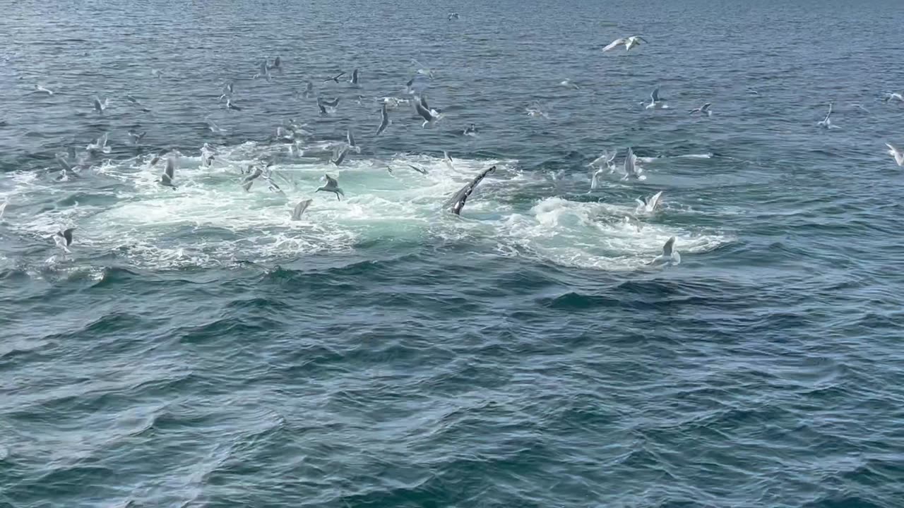 Humpback Whales Feed In Prince William’s Sound