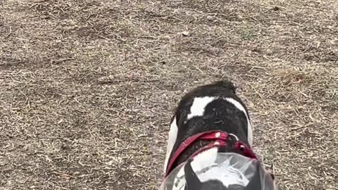 Anti Snacks Dog Hack