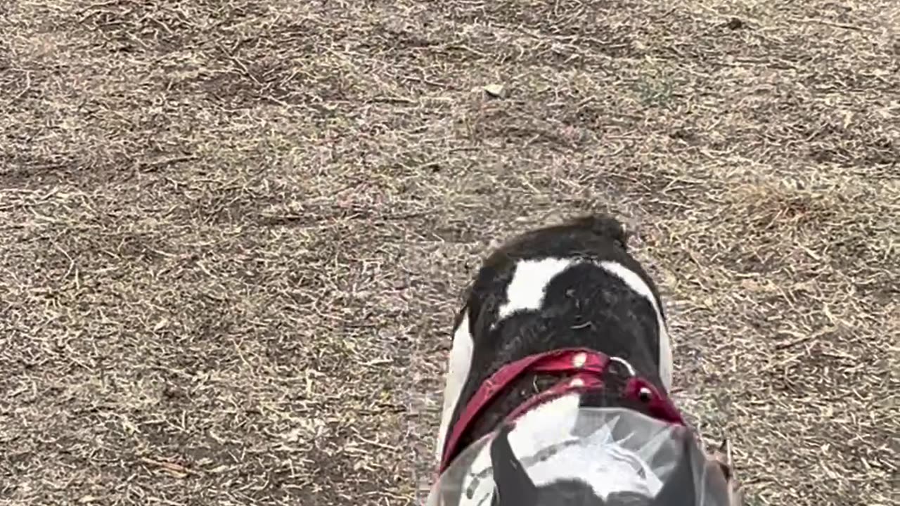 Anti Snacks Dog Hack