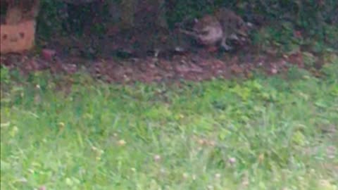 Three raccoons