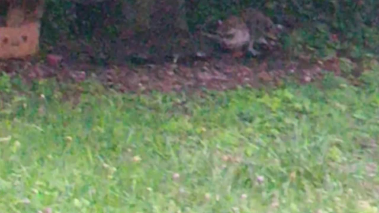 Three raccoons