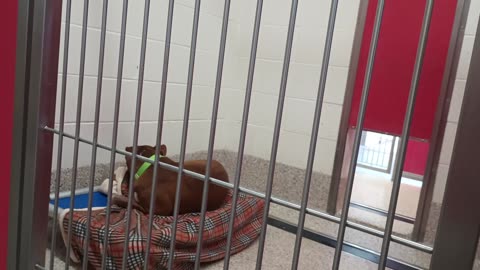 Braveheart 6y A869334 kennel 49 pod 2 PACC shelter20250706_131229975