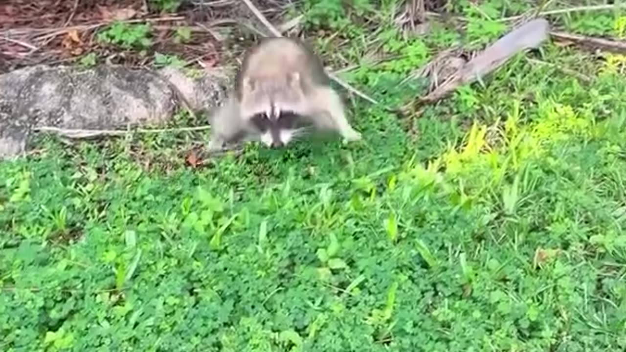 🦝 Raccoons: The Clever Survivors of the Wild 🌲