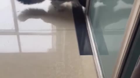 Dog's Comedy Videos 🤣 so cute videos 😍 funny videos in puppies comedy scenes 🤣