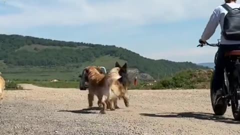 Discover the Unexpected Joys of Morning Adventures with Pups!