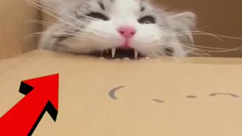 Funny Cat Video