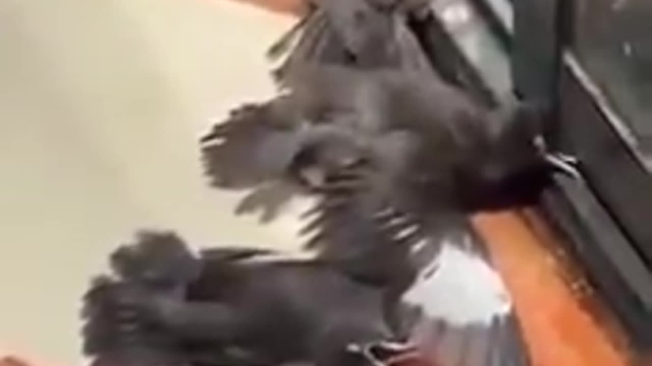 Ravens are incredibly intelligent.