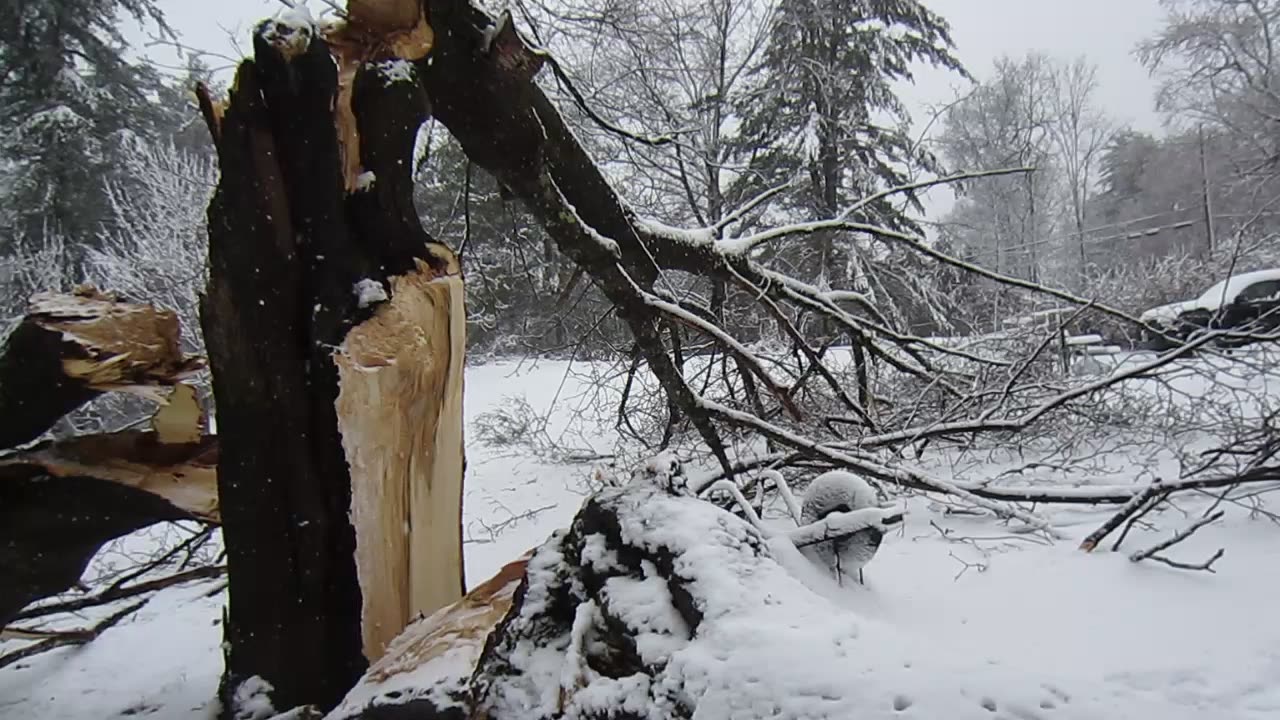 When a tree decides to explode for no good reason sometimes your house and car get hit.