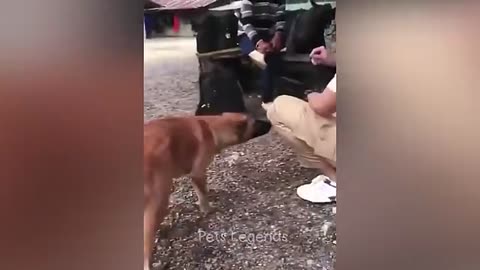 funny animal video