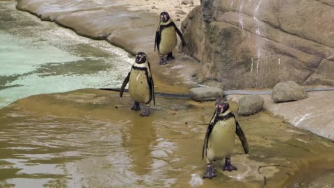 Peaceful with lovely penguins and listening to music