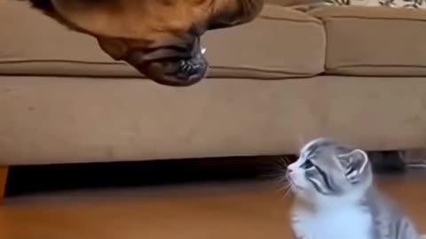 Funny & Cute Animals