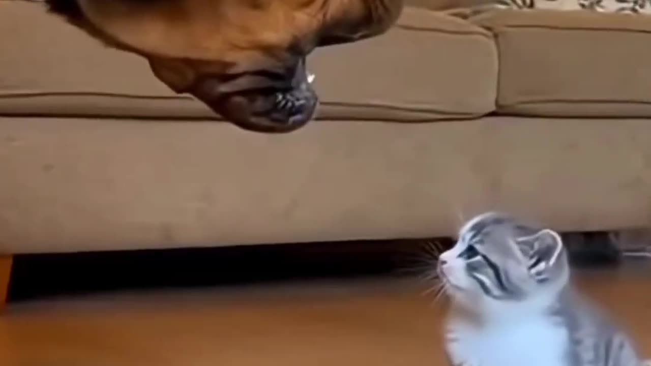 Funny & Cute Animals