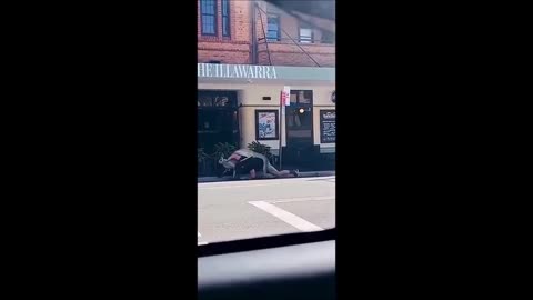 Skippy vs Man - Do NOT try this at home lol