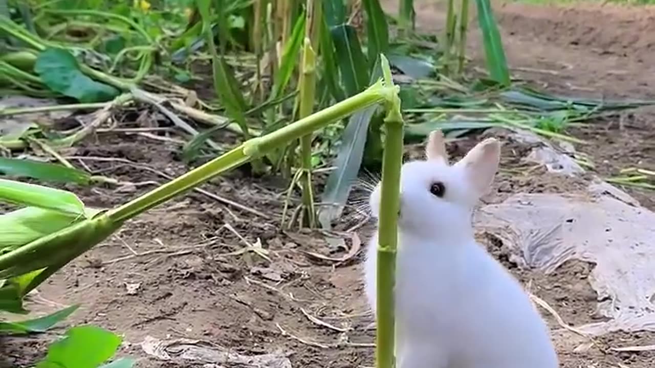 Here's how the rabbit stole the corn.