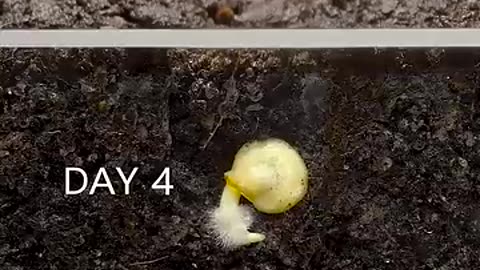 Time Lapse - Growing Red Bell Pepper Plant