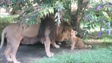 Lion Cubs