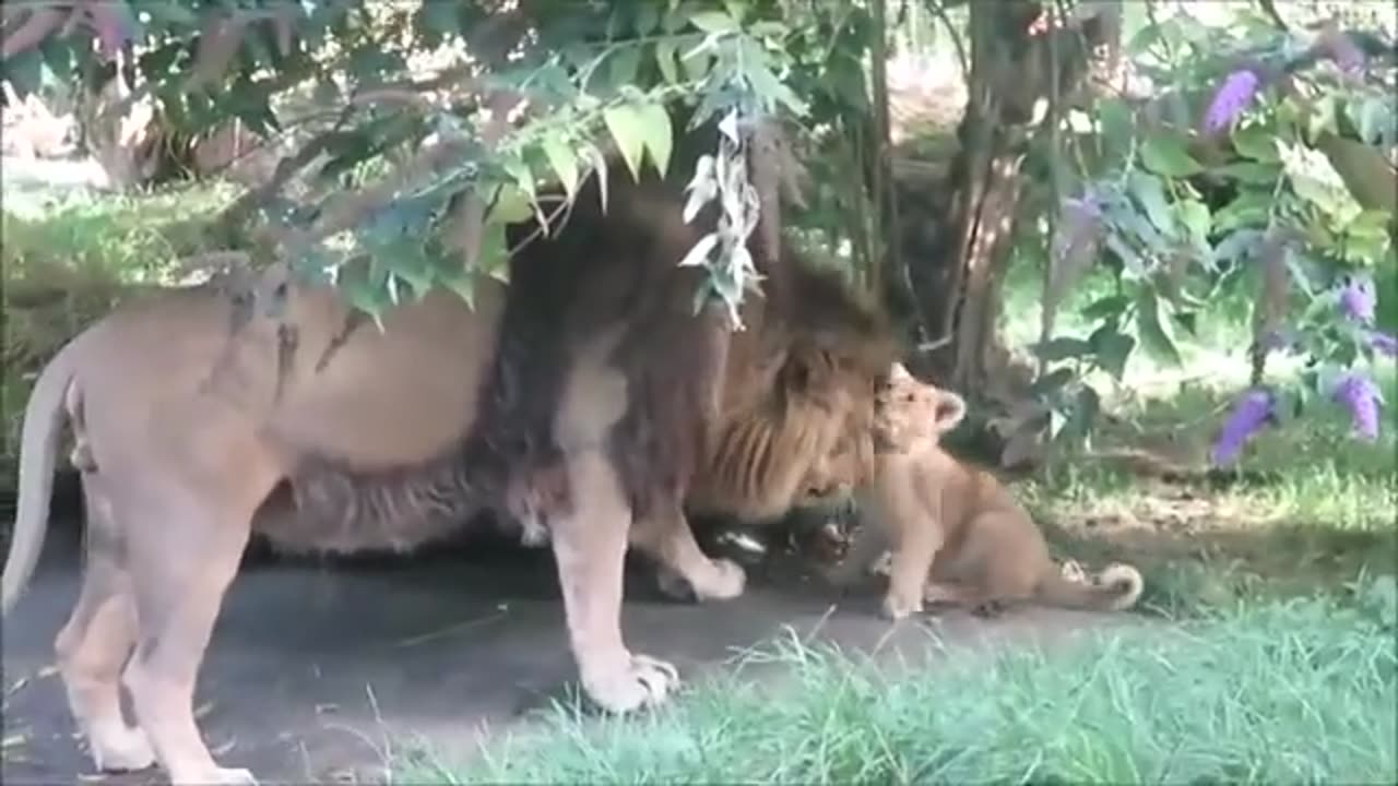 Lion Cubs