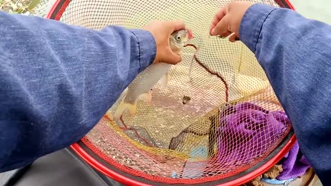 Gar Spin Fishing in River Oxbows