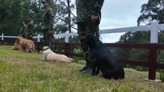 canino