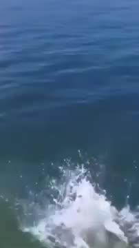 Funny and Cute animals