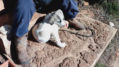 New puppy on the homestead!!!