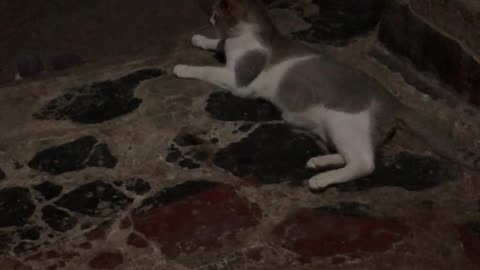 Cat video