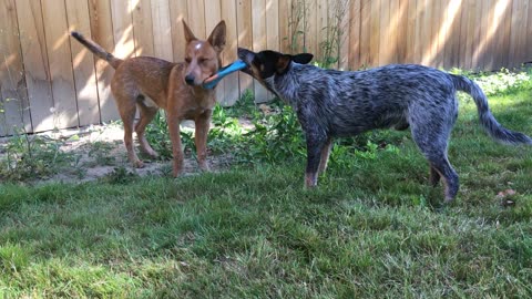 backyard wrastlin 329823098402398