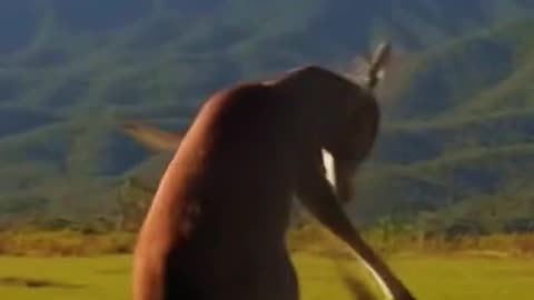 The deer at the end xD #deer #crazy #animals #crazyanimals #aigenerated #nilferd