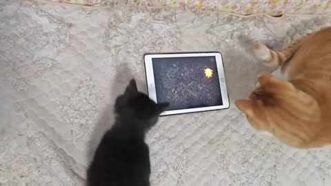 Over-Dramatic Animals Who Deserve an Oscar