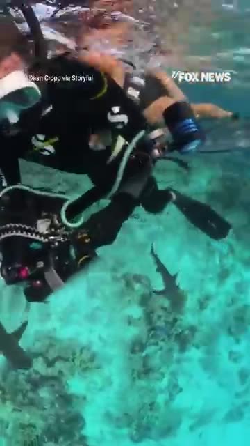 'JAWS'-DROPPING ATTACK Sharks lunge at diver's GoPro during a close-call encounter #shark #shorts