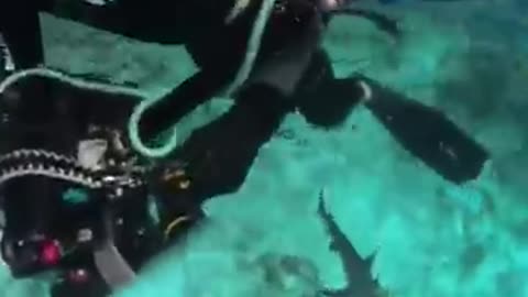 'JAWS'-DROPPING ATTACK Sharks lunge at diver's GoPro during a close-call encounter #shark #shorts