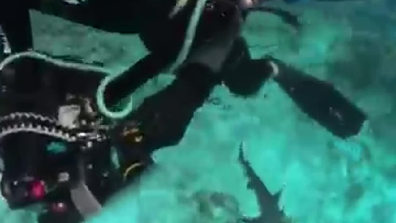 'JAWS'-DROPPING ATTACK Sharks lunge at diver's GoPro during a close-call encounter #shark #shorts