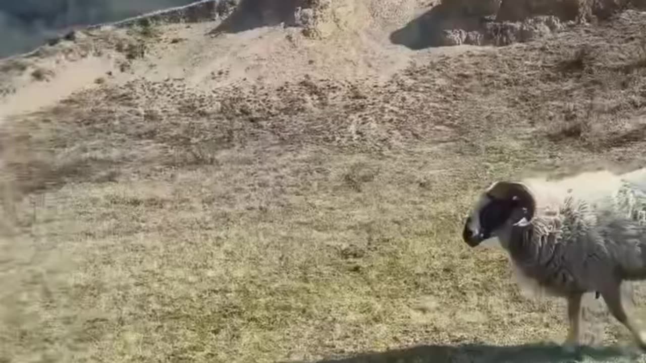 Happy animals