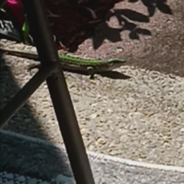 Italian wall lizard
