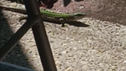 Italian wall lizard