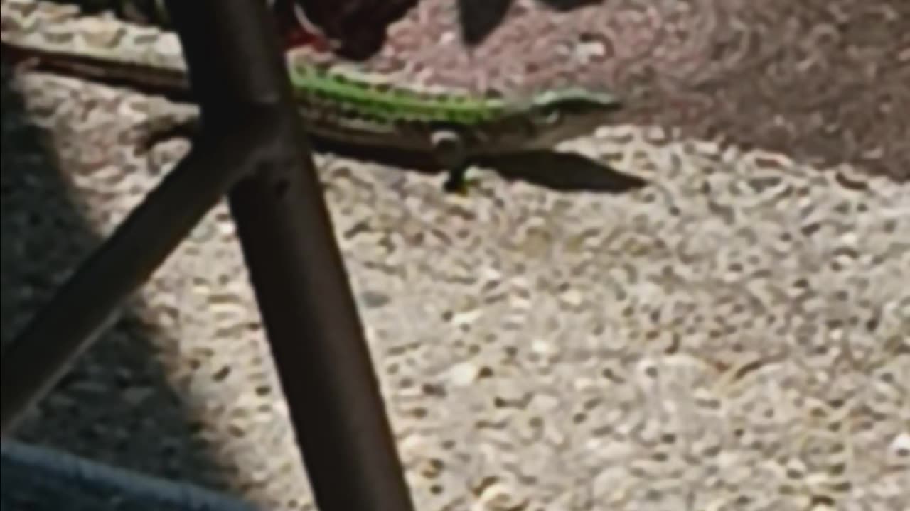 Italian wall lizard