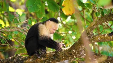 Amazing Scene of Monkey Animals In 4K - Monkey Relaxation Film