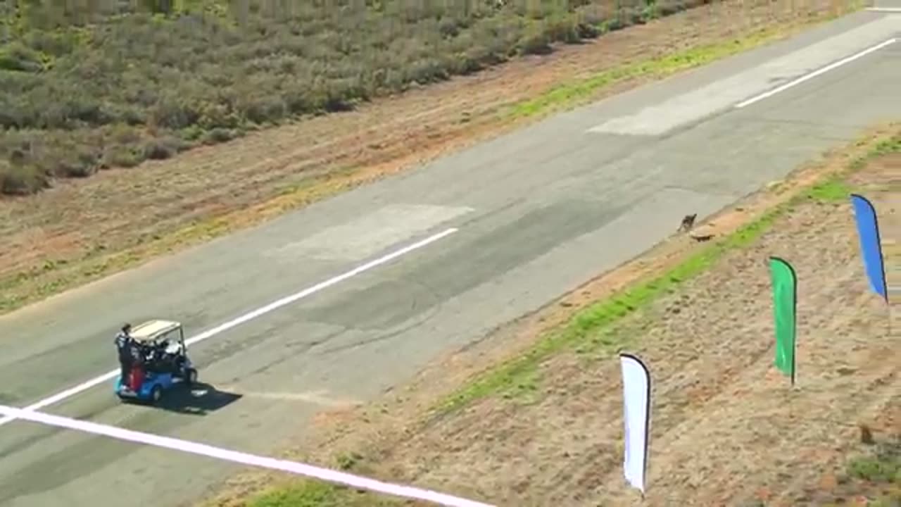 World's Fastest Car Vs Cheetah!