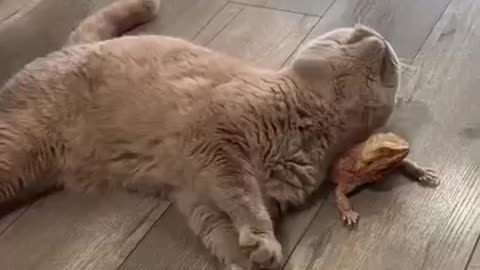 A cat and a lizard