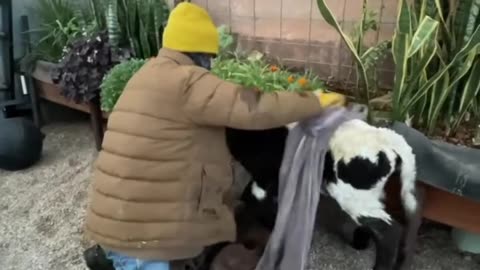 Helping this little guy out. cartercountrymeats.com